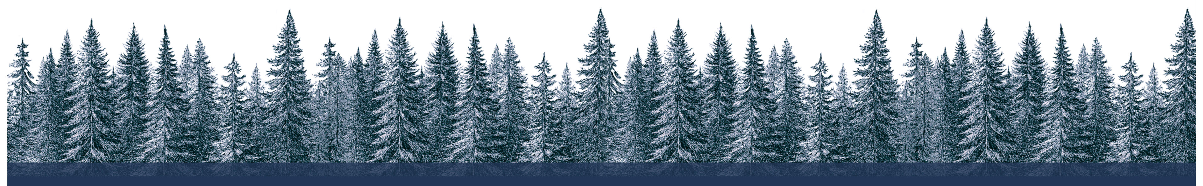 Panoramic view of a snowy forest with coniferous trees.